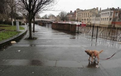 Wet and Miserable in York